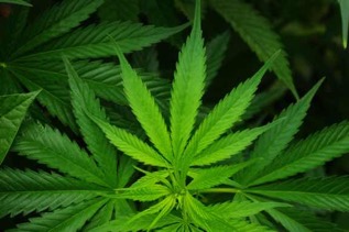 trademark-michigan-cannabis-CBD-hemp-marijuana